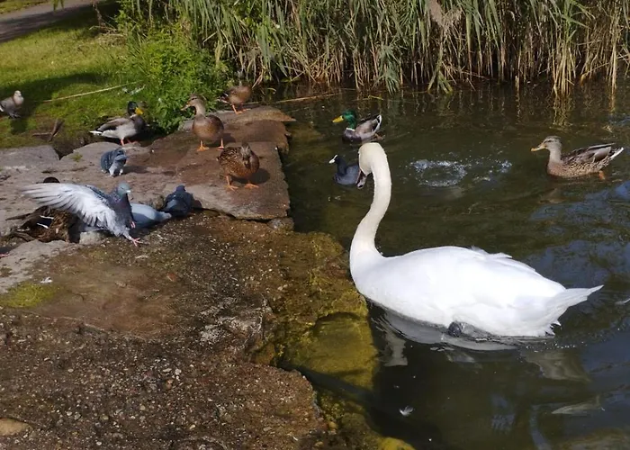 Eye Of The Tiger. W Centrum Mragowa. Apartament Mrągowo